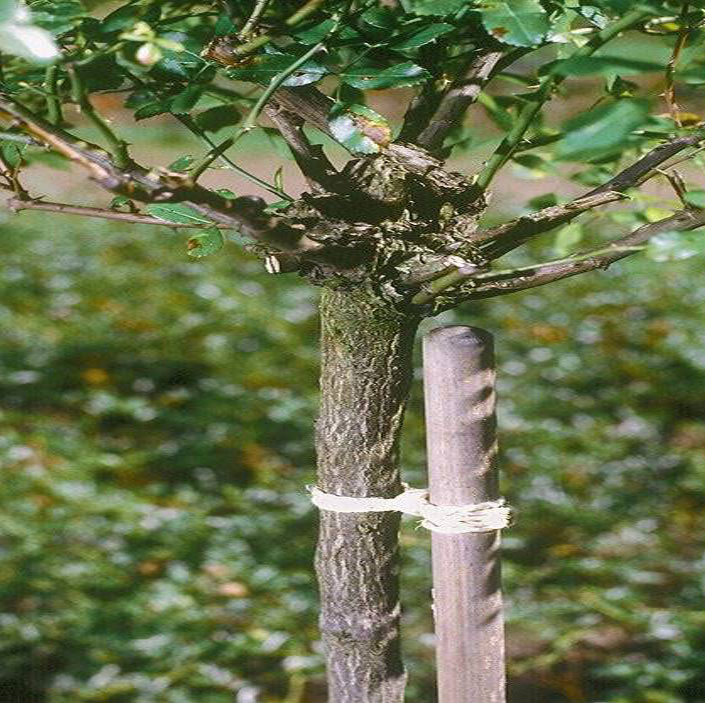 SISAL-Kordel-Schnur, natur: Für die Befestigung von Bäumen und Pflanzen geeignet.